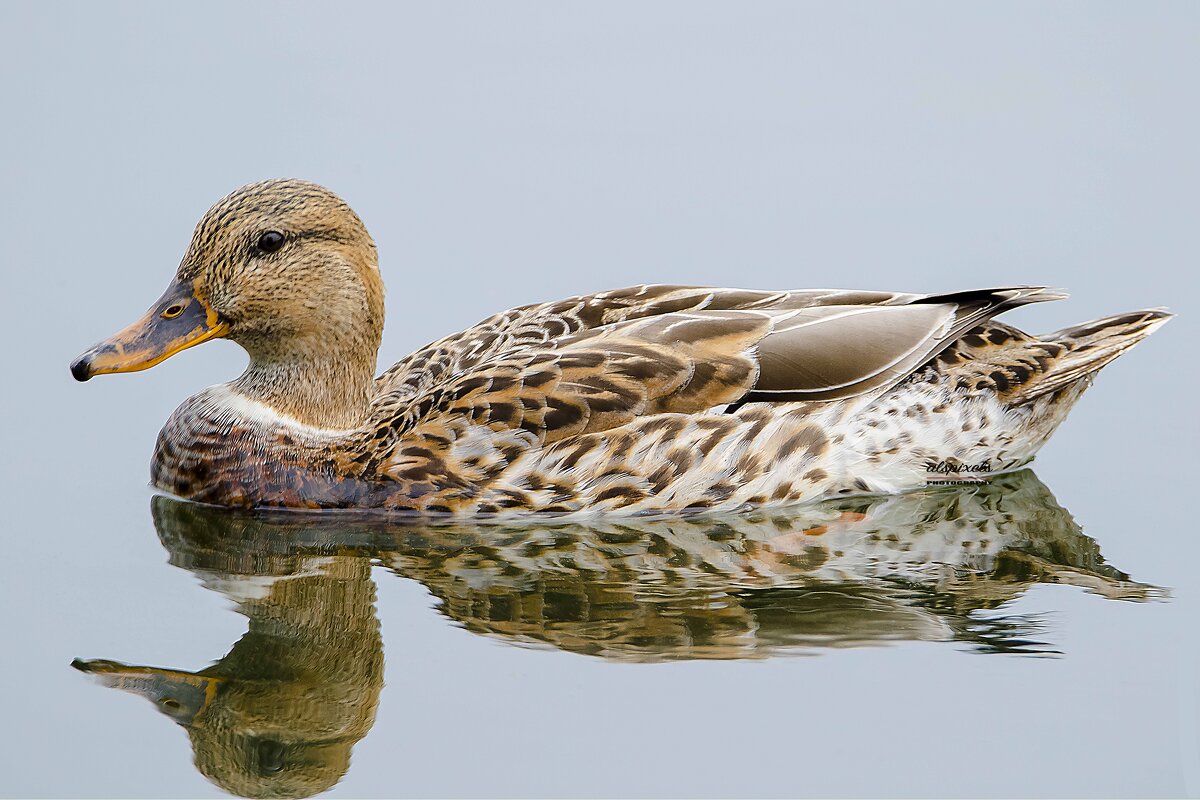 Mallard duck - Al Pashang 