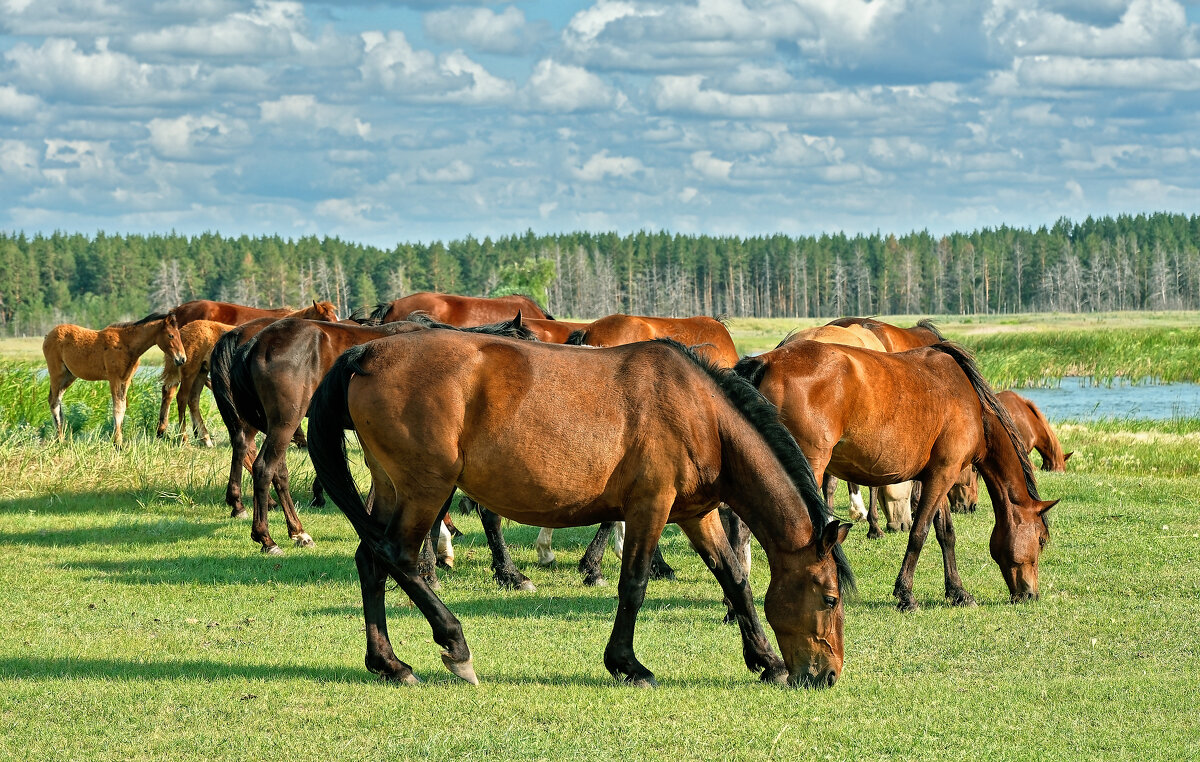 Про лошадей - Дмитрий Конев