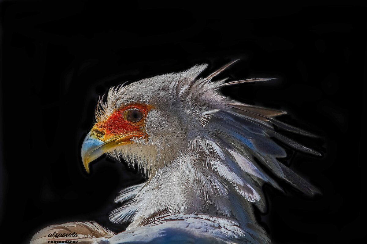 Secretarybird - Al Pashang 