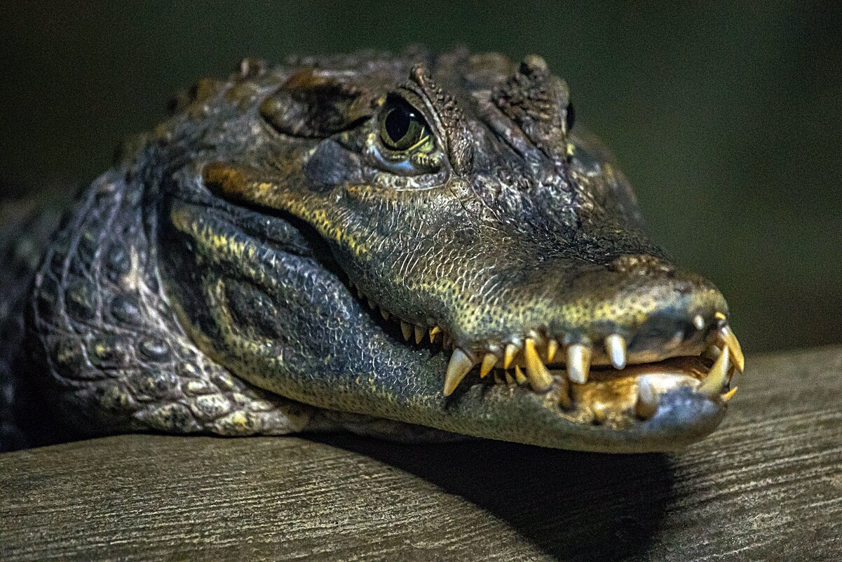 крокодил - аркадий 