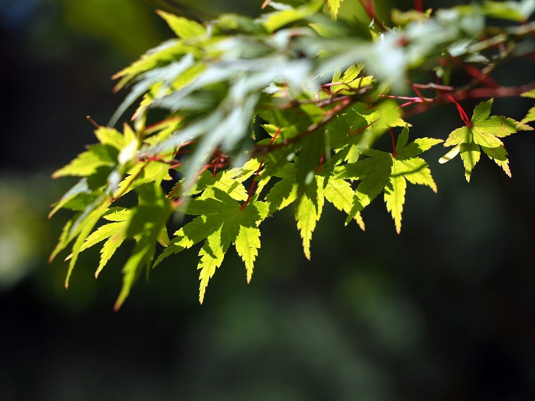 В солнечном свете Acer palmatum Японский клён - wea *