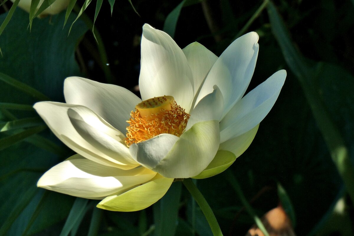 Лотоса  белый  цветок ! - backareva.irina Бакарева