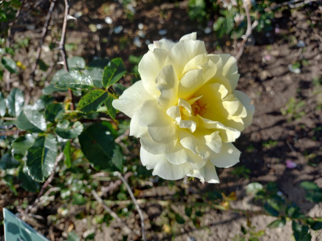 Роза - veera v