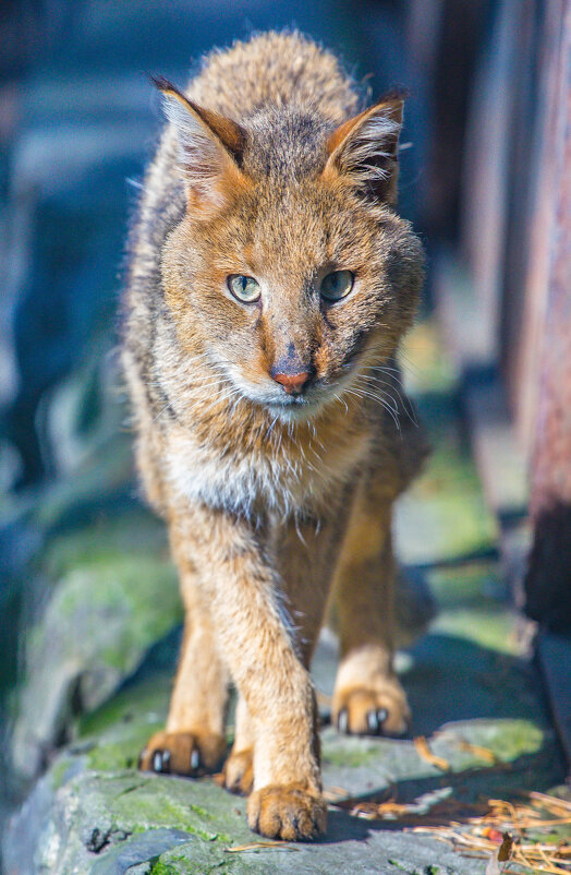 кот - аркадий 