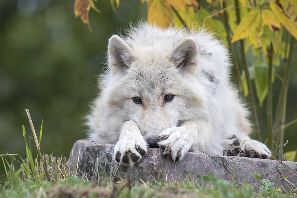 Arctic wolf - Al Pashang 