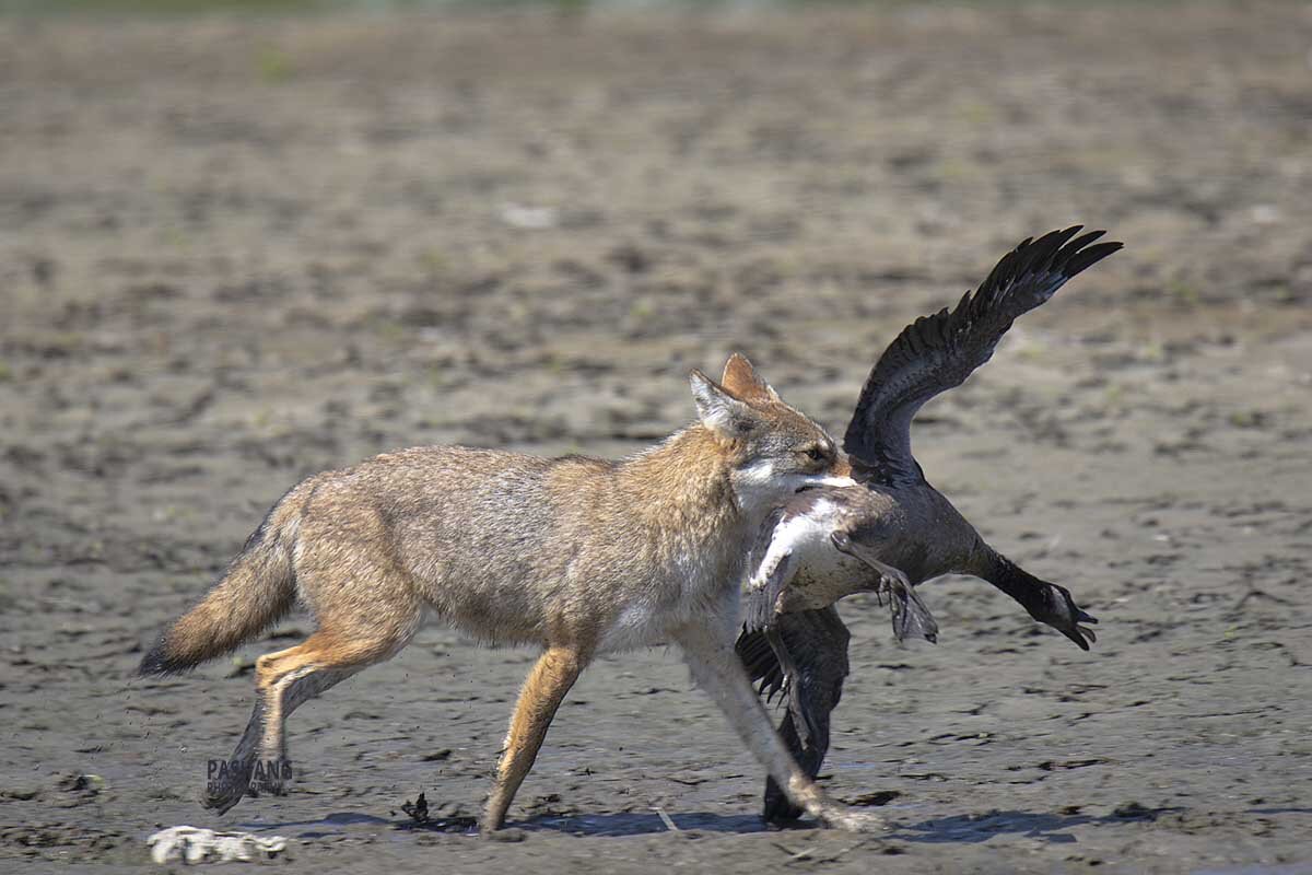 Coyote hunted a Canada goose. - Al Pashang 