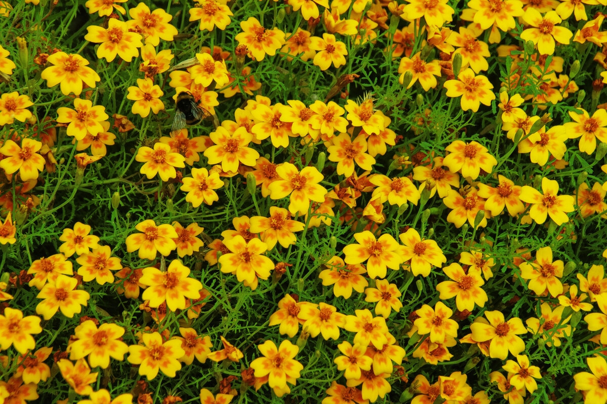 Цветы на газоне Державинского парка на Фонтанке - Стальбаум Юрий 