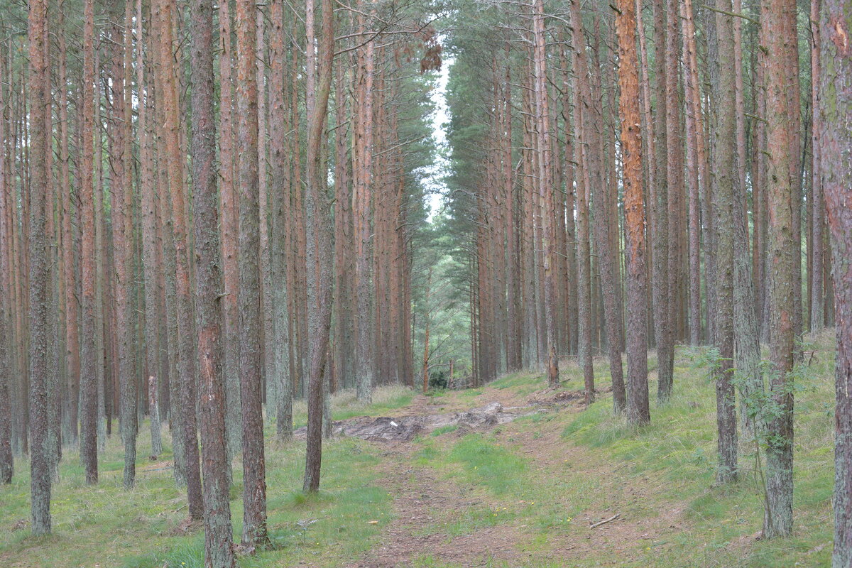 Лес сосновый - AngussGrand Gusev