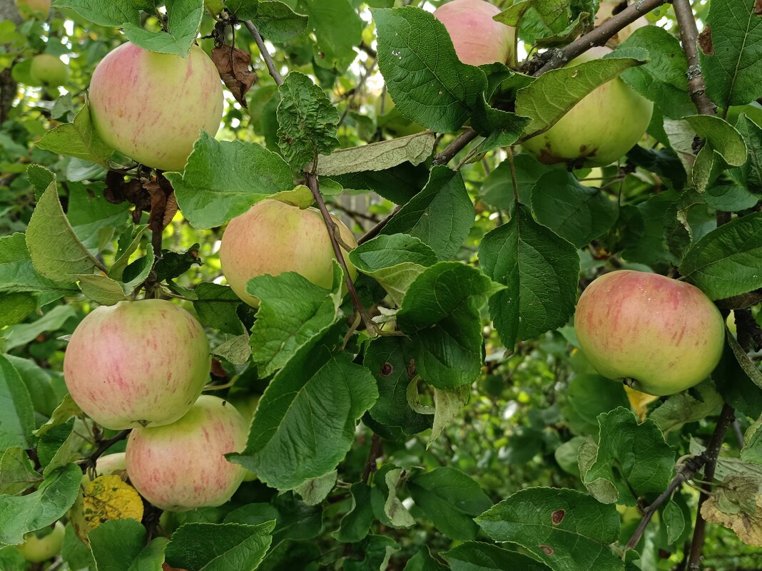 Вышневолоцкие яблочки - Мария Васильева