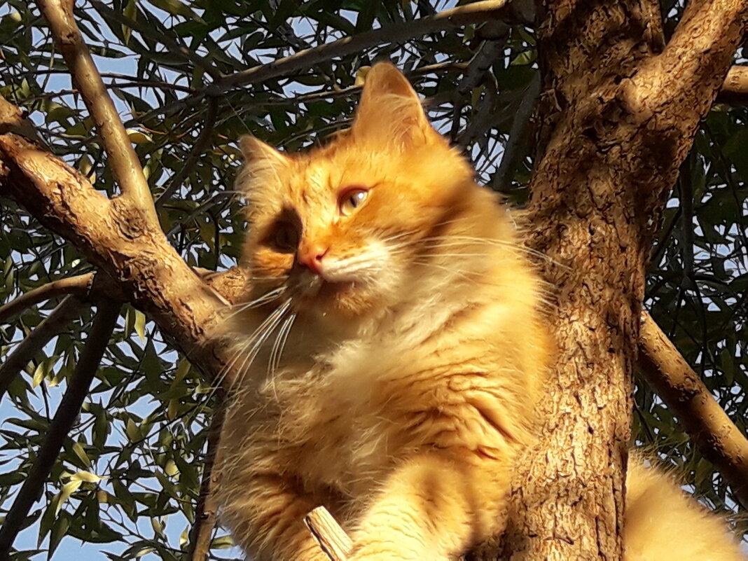 Рыжий кот взобрался на дерево :-) - Иван Обожин