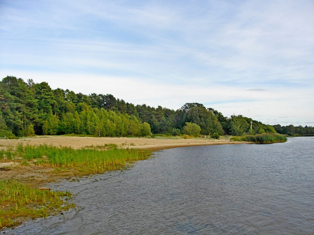Река Коваш в месте впадения в Копорскую губу Финского залива. - Лия ☼