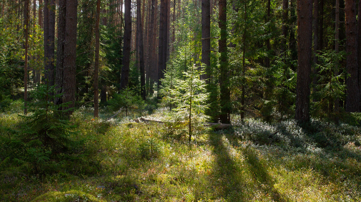 Forest | 6 - Sergey Sonvar