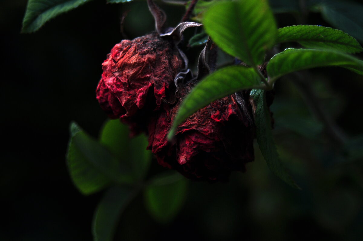Увядшие розы - Tim Andrews