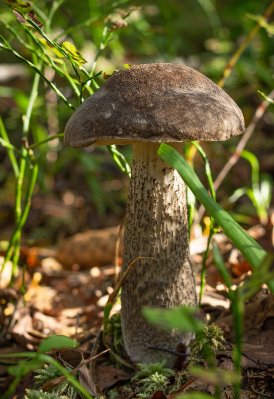 Birch bolete | 4 - Sergey Sonvar