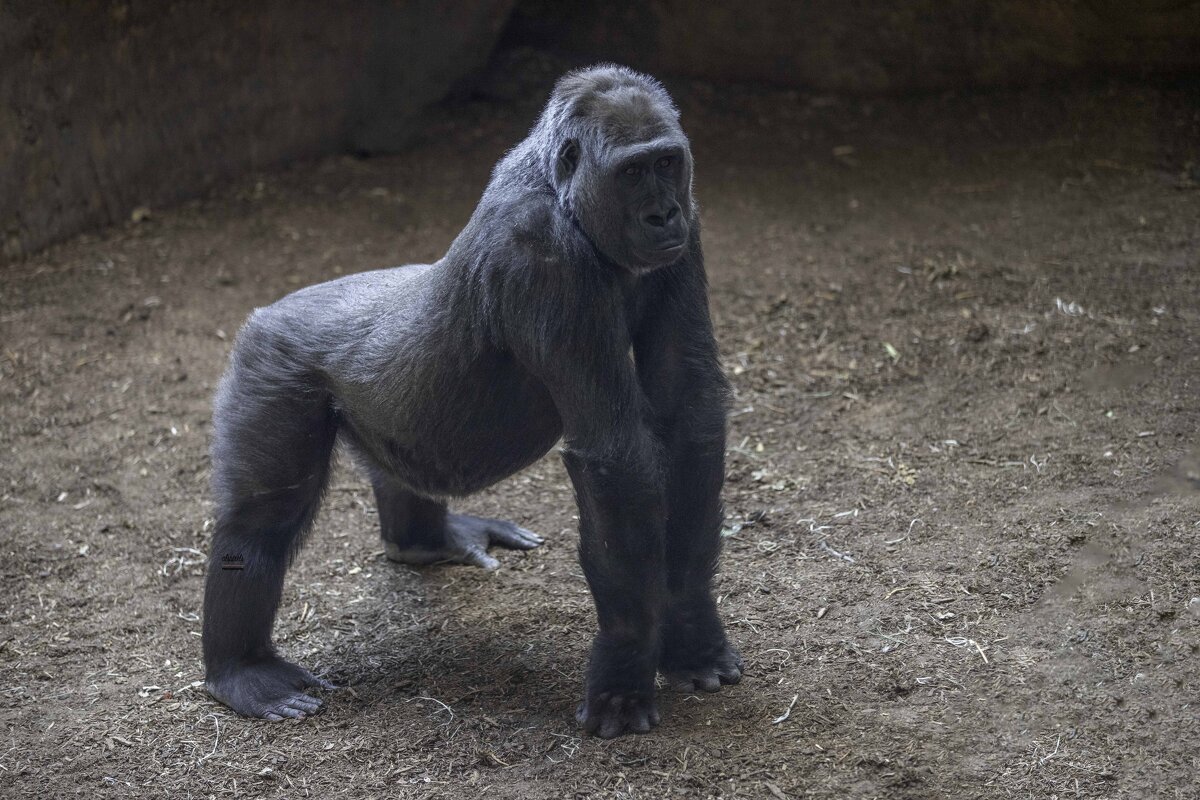 Western lowland gorilla - Al Pashang 