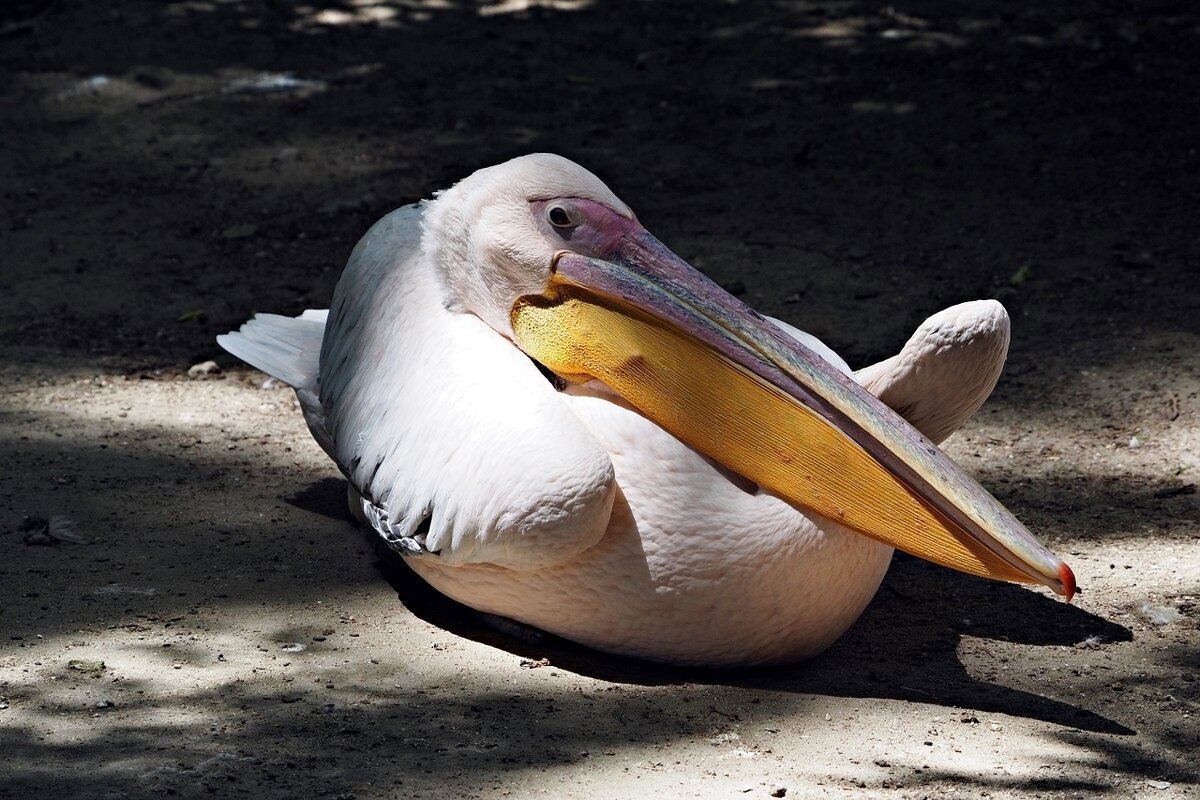 Отдых пеликана - wea *