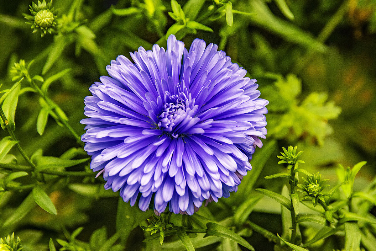 Красивый цветок газона Державинского парка - Стальбаум Юрий 
