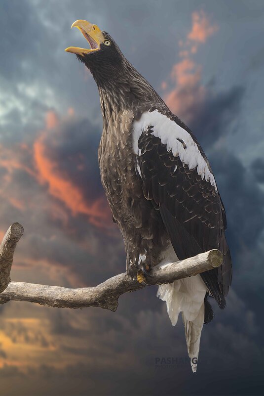 Steller&#39;s sea eagle - Al Pashang 