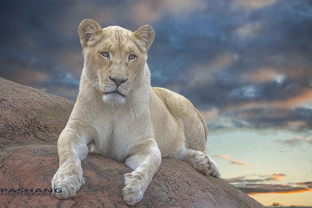 White lion - Al Pashang 