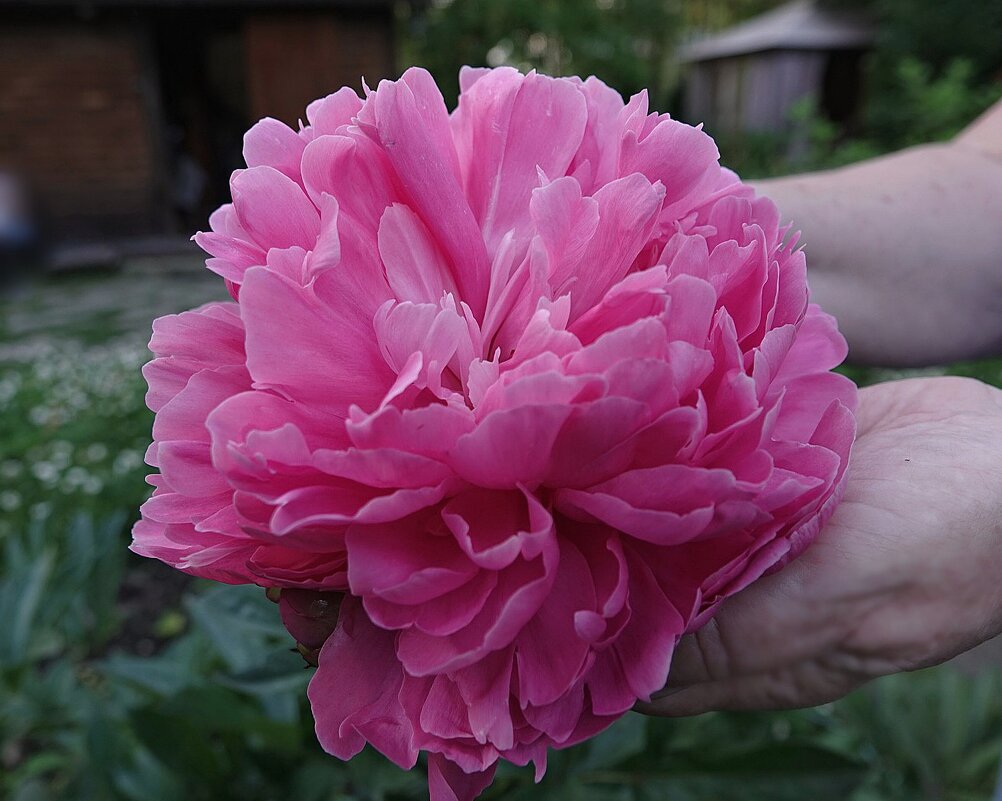 Прекрасный розовый пион - Светлана Каруненко