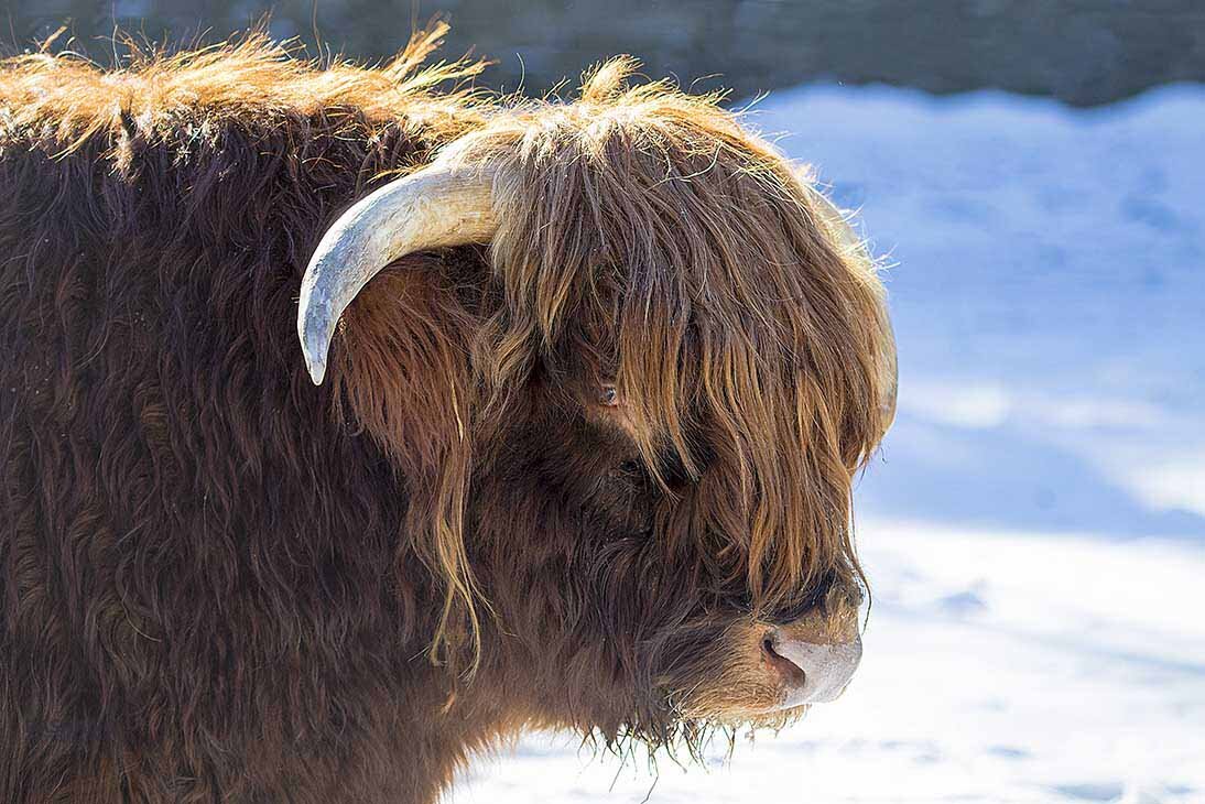 Highland cattle - Al Pashang 