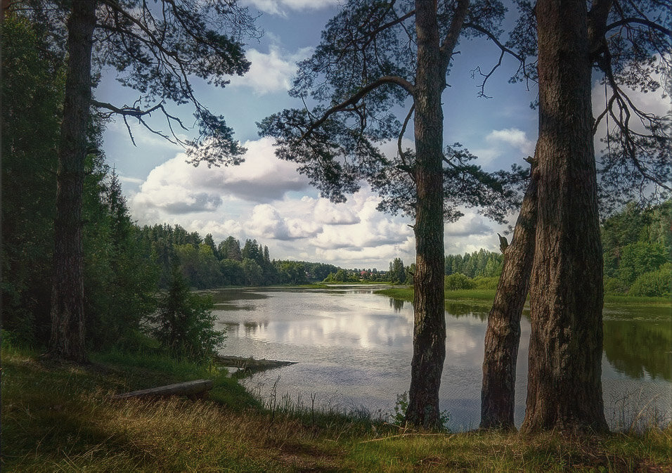 Сосновый бор на берегу реки Кубань - Тимур Кострома ФотоНиКто Пакельщиков