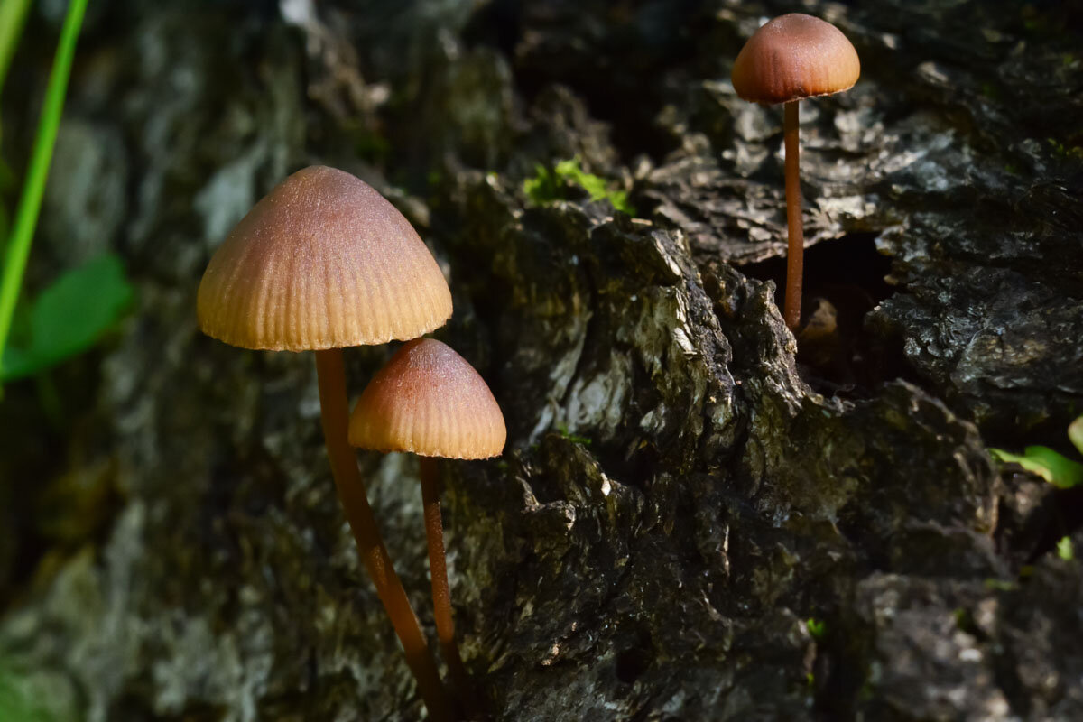 Древесные  грибы - Геннадий Супрун