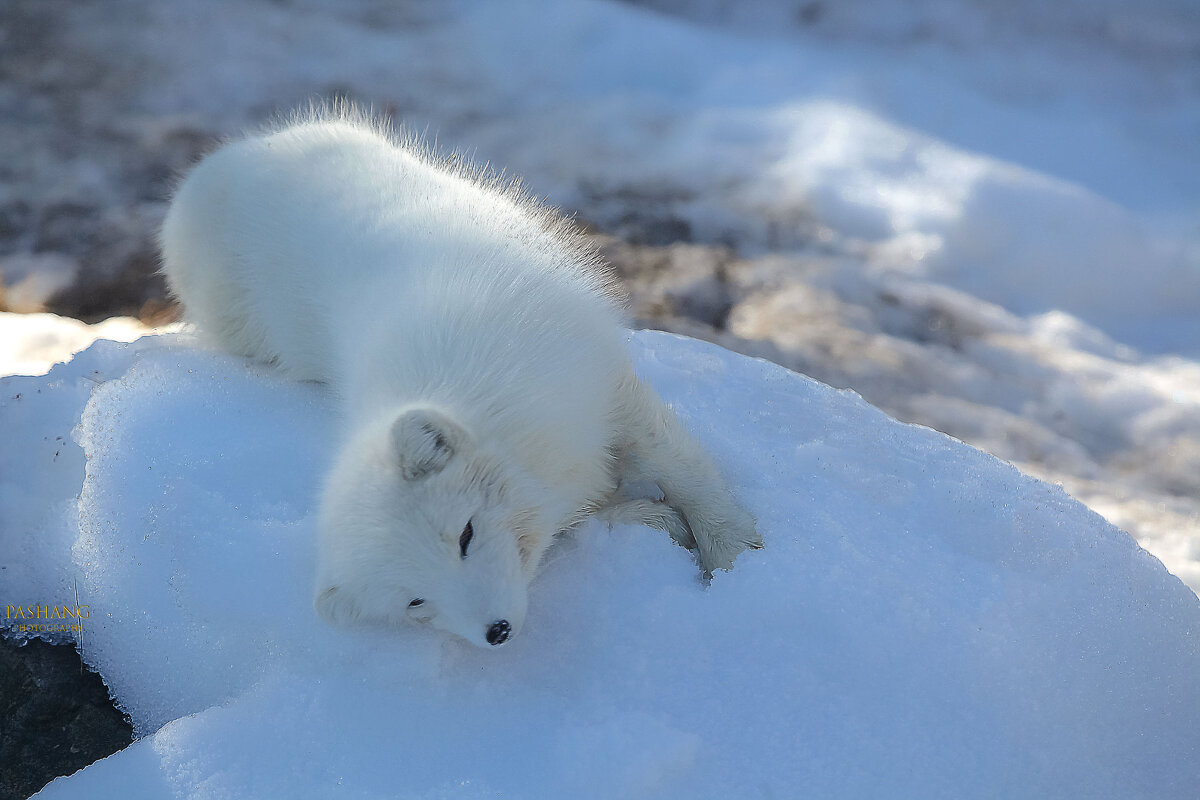 Arctic fox - Al Pashang 