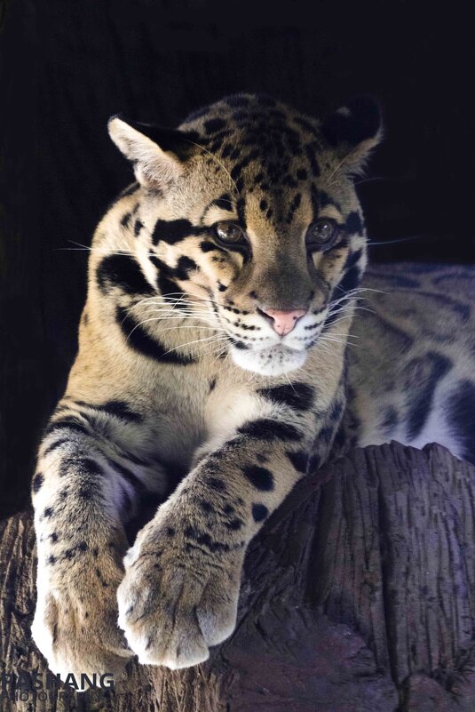 Clouded leopard - Al Pashang 