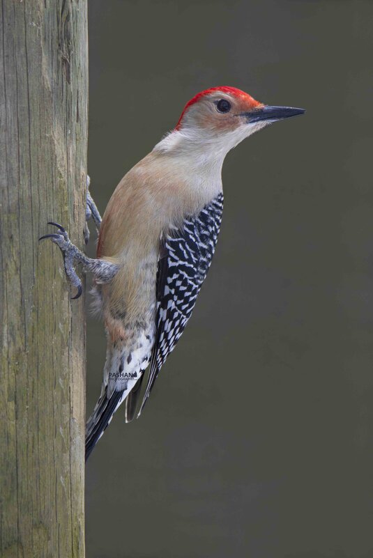 Woodpecker - Al Pashang 