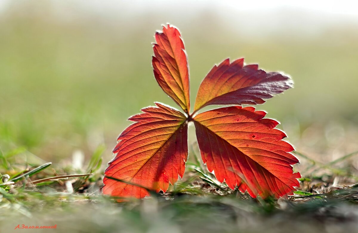 Осень — это вторая весна, когда каждый лист — цветок.  Альбер Камю - Андрей Заломленков