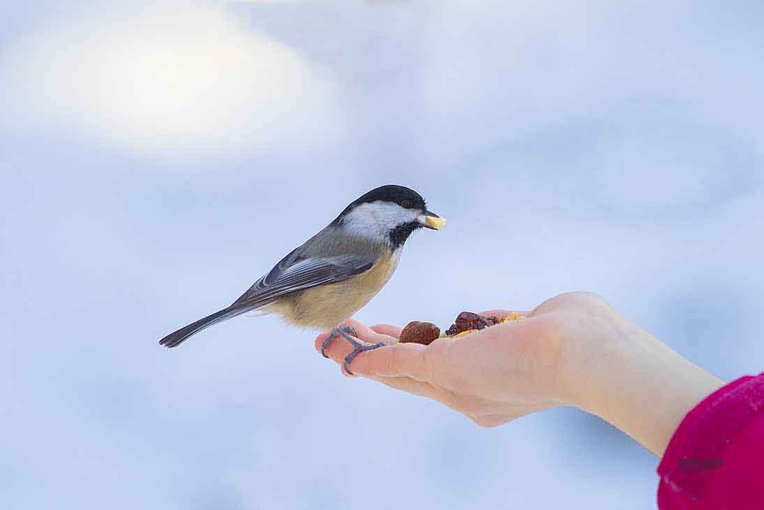 Black-capped chickadee - Al Pashang 