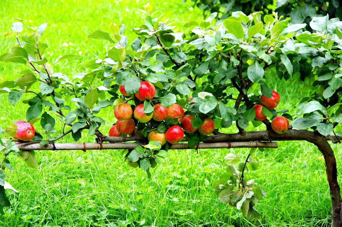 Поспели яблоки урожая 2023 г. - Валерий Новиков