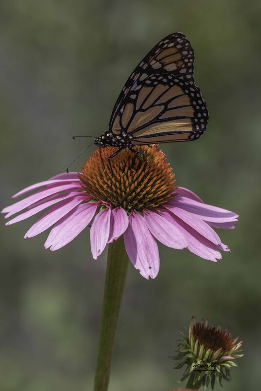 Butterfly - Al Pashang 