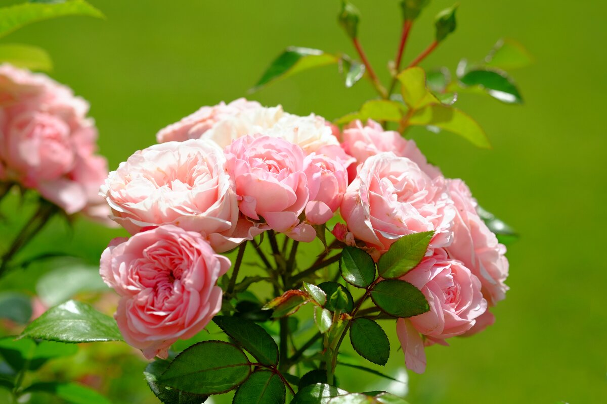 Розовое лето - wea *