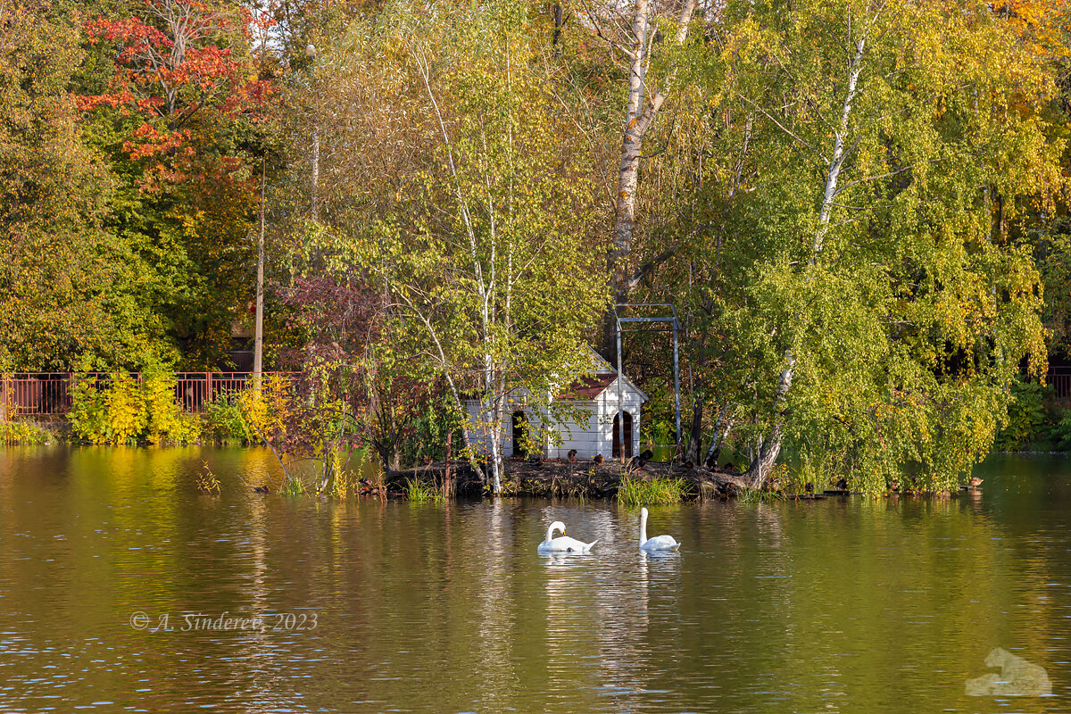 Лебеди на озере - Александр Синдерёв