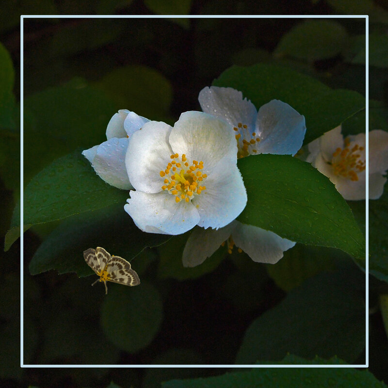 Цветок и бабочка - Евгений 
