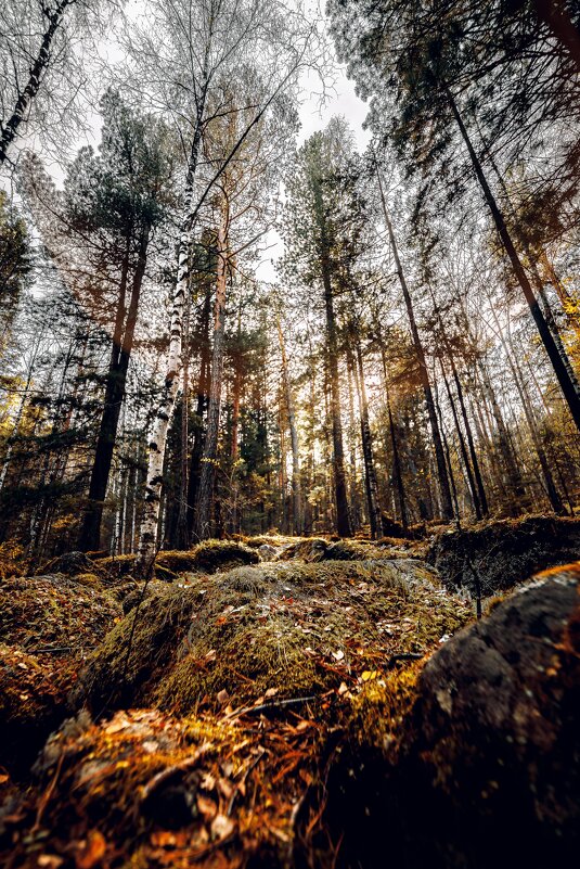 Лучи солнца в лесу - Станислав Брисач