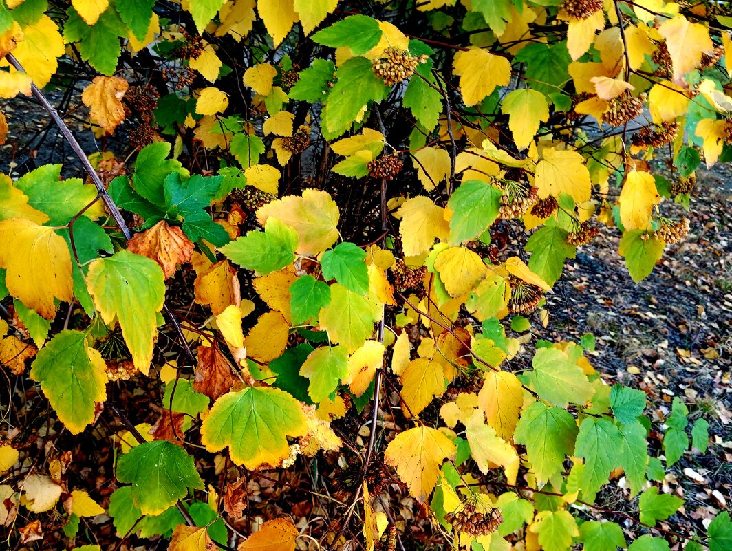 Осенние листья - Елена Семигина