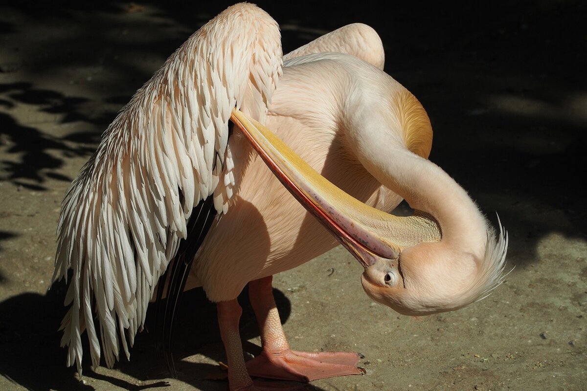 Розовый пеликан чистит перышки - wea *