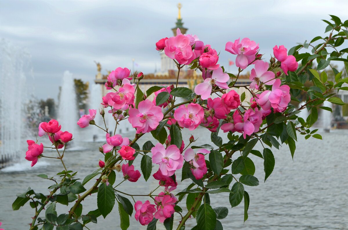 Розы и фонтаны - Татьяна Тюменка