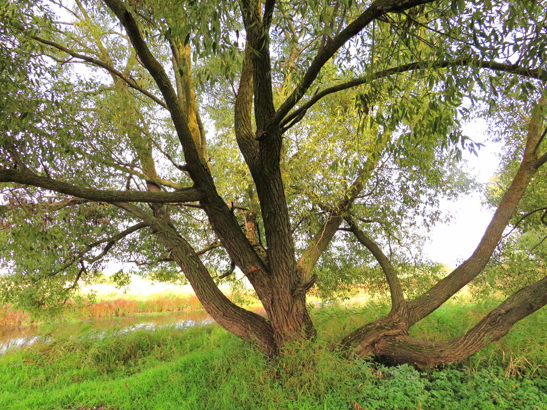 Многоствольное дерево - Андрей Снегерёв