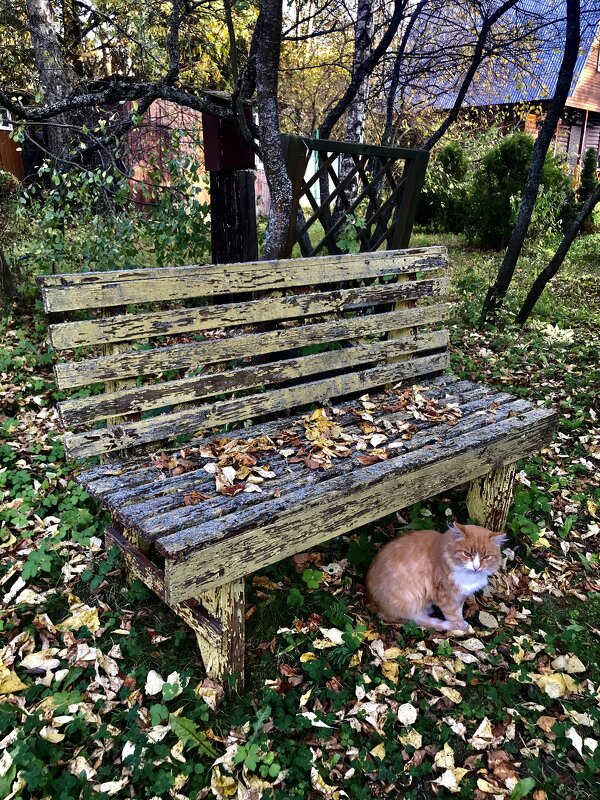 Осенний котик-1 - Любовь 