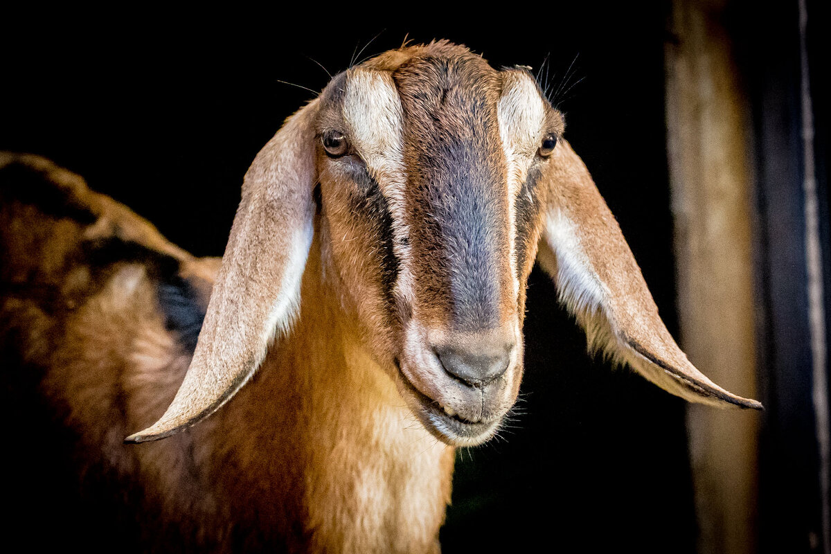 нубийская коза - аркадий 