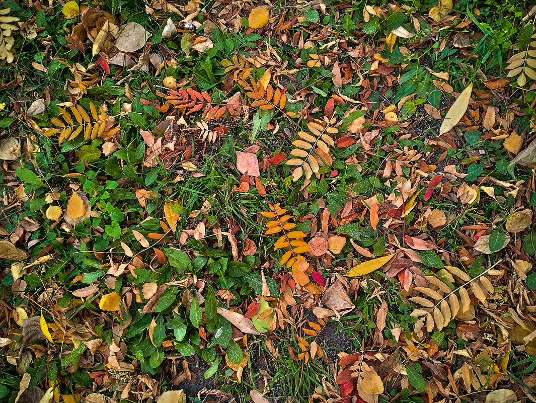 Мозаика октябрьских дворов. На ковре из жёлтых листьев - Дмитрий Костоусов