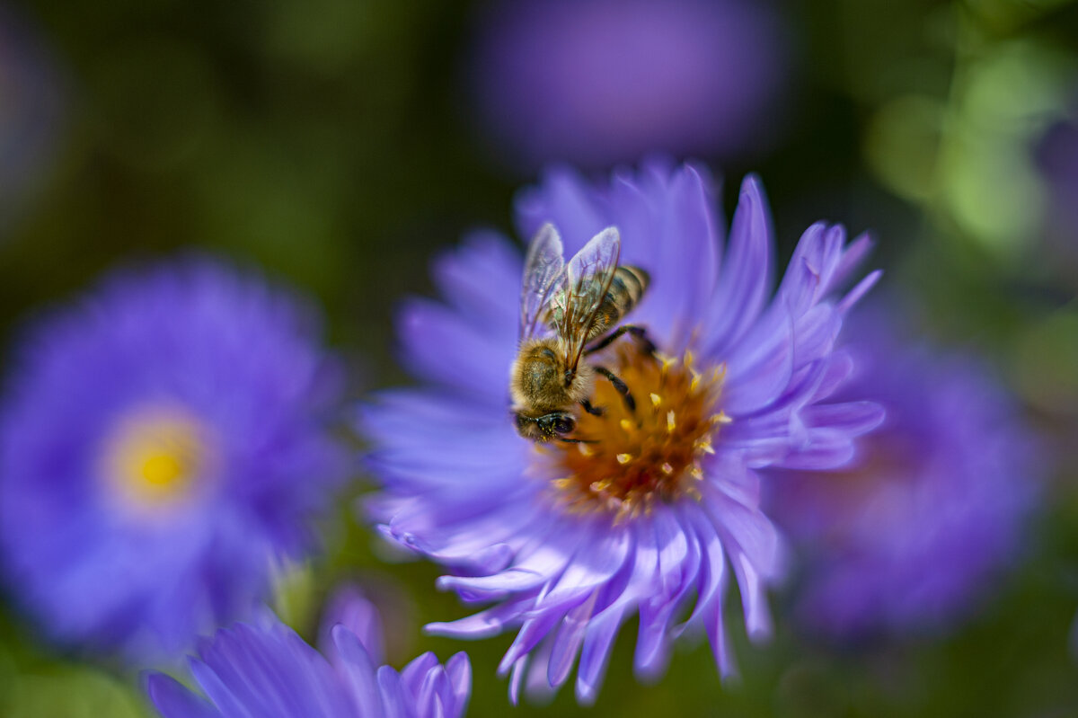 пчела на цветке - Александр Леонов