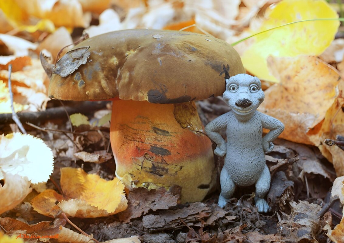 Ну что, вам ещё не надоело по лесам рыскать за грибами? :-) - Андрей Заломленков