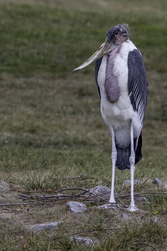 Marabou stork - Al Pashang 