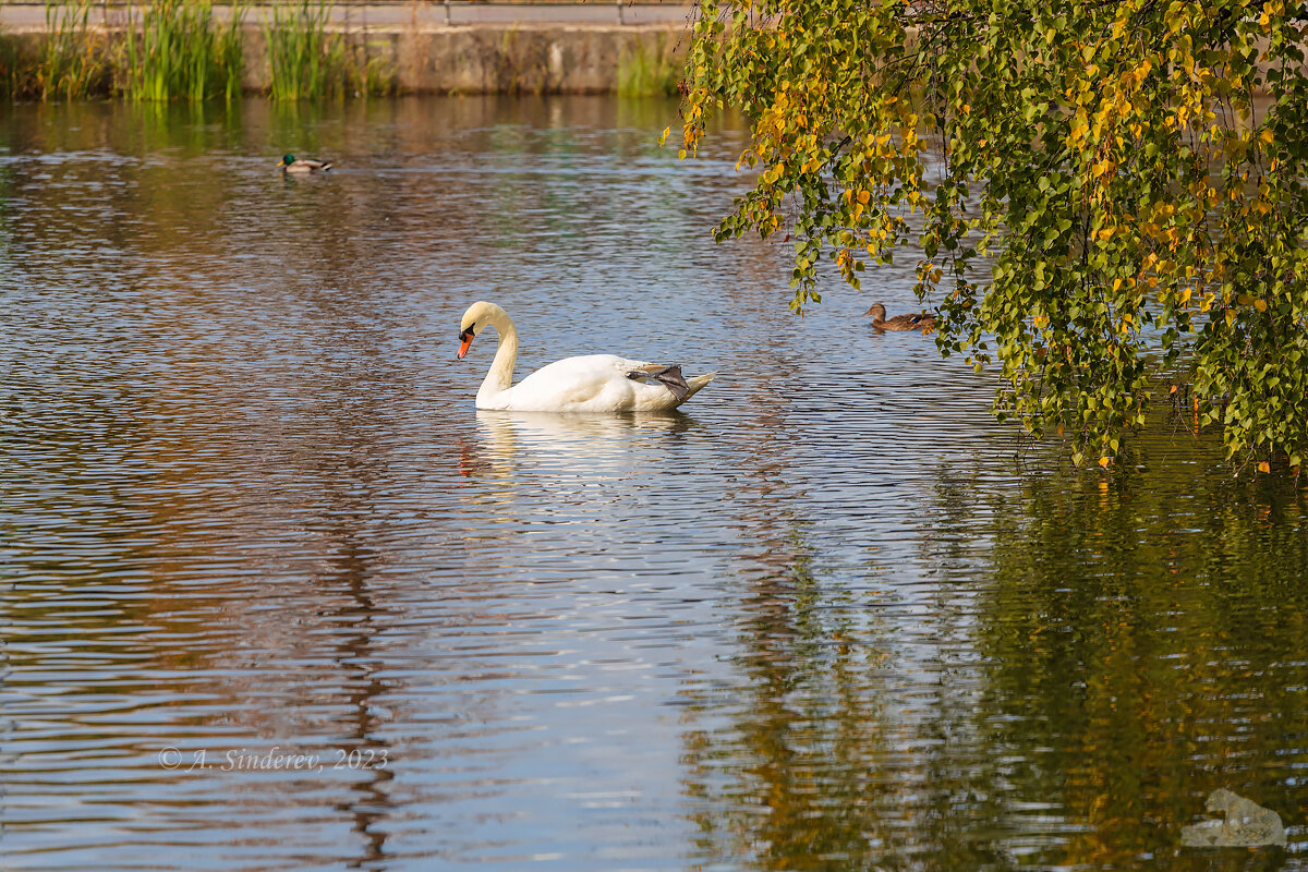 Белый лебедь на озере (из серии про лебедей) - Александр Синдерёв