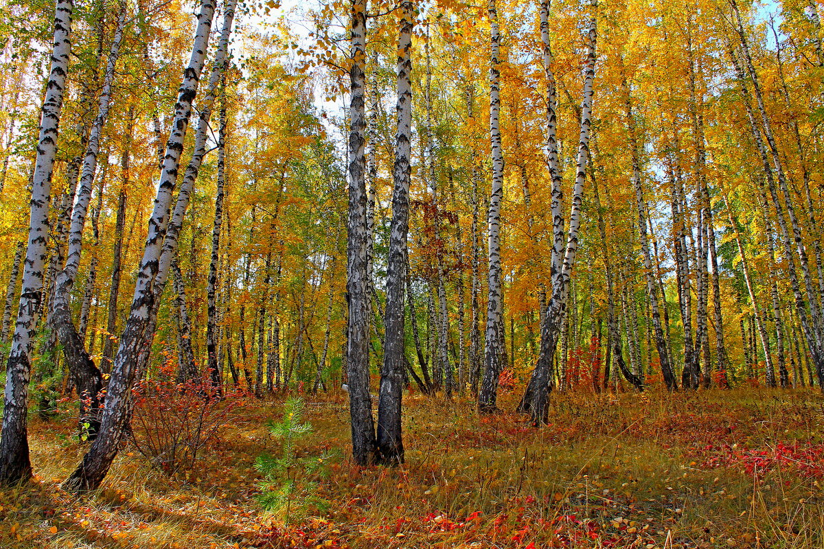 Яркие краски осени - tamara kremleva